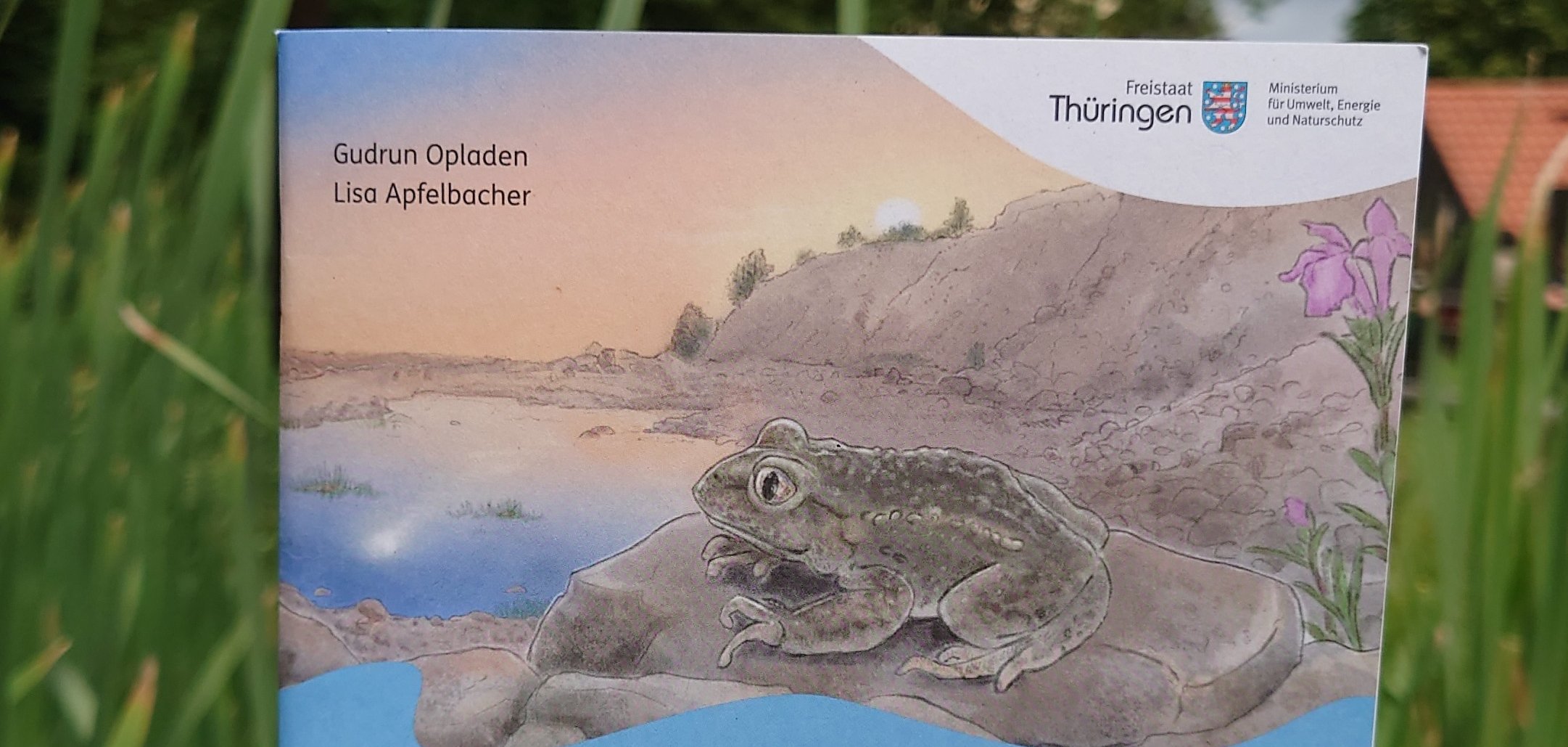 Gregor, die kleine Geburtshelferkröte