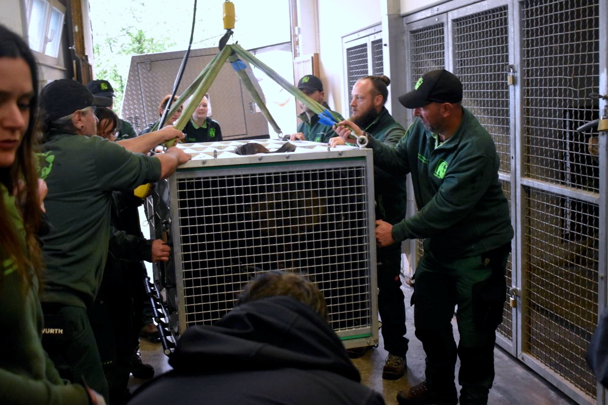 Im Worbiser Bärenpark angekommen, wir das Tier vorsichtig abgeladen.