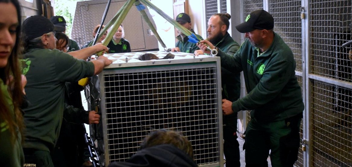 Im Worbiser Bärenpark angekommen, wir das Tier vorsichtig abgeladen.