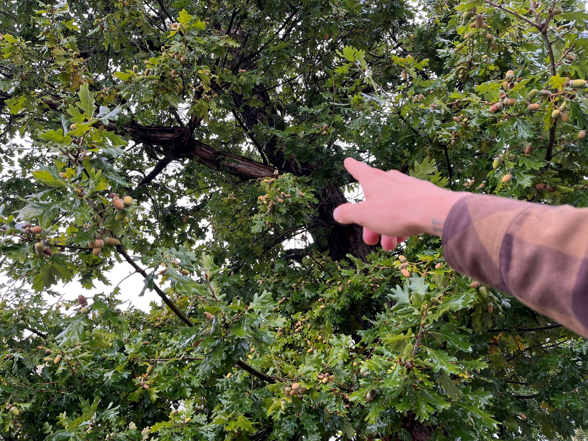 Baumfällungen in Leinefelde-Worbis
