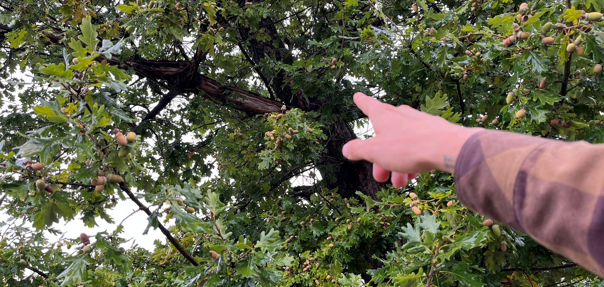 Baumfällungen in Leinefelde-Worbis