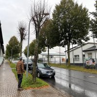 Baumfällungen in Leinefelde-Worbis Baumfällungen in Leinefelde-Worbis