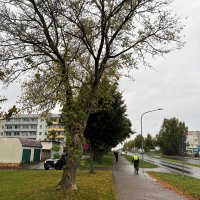 Baumfällungen in Leinefelde-Worbis Baumfällungen in Leinefelde-Worbis