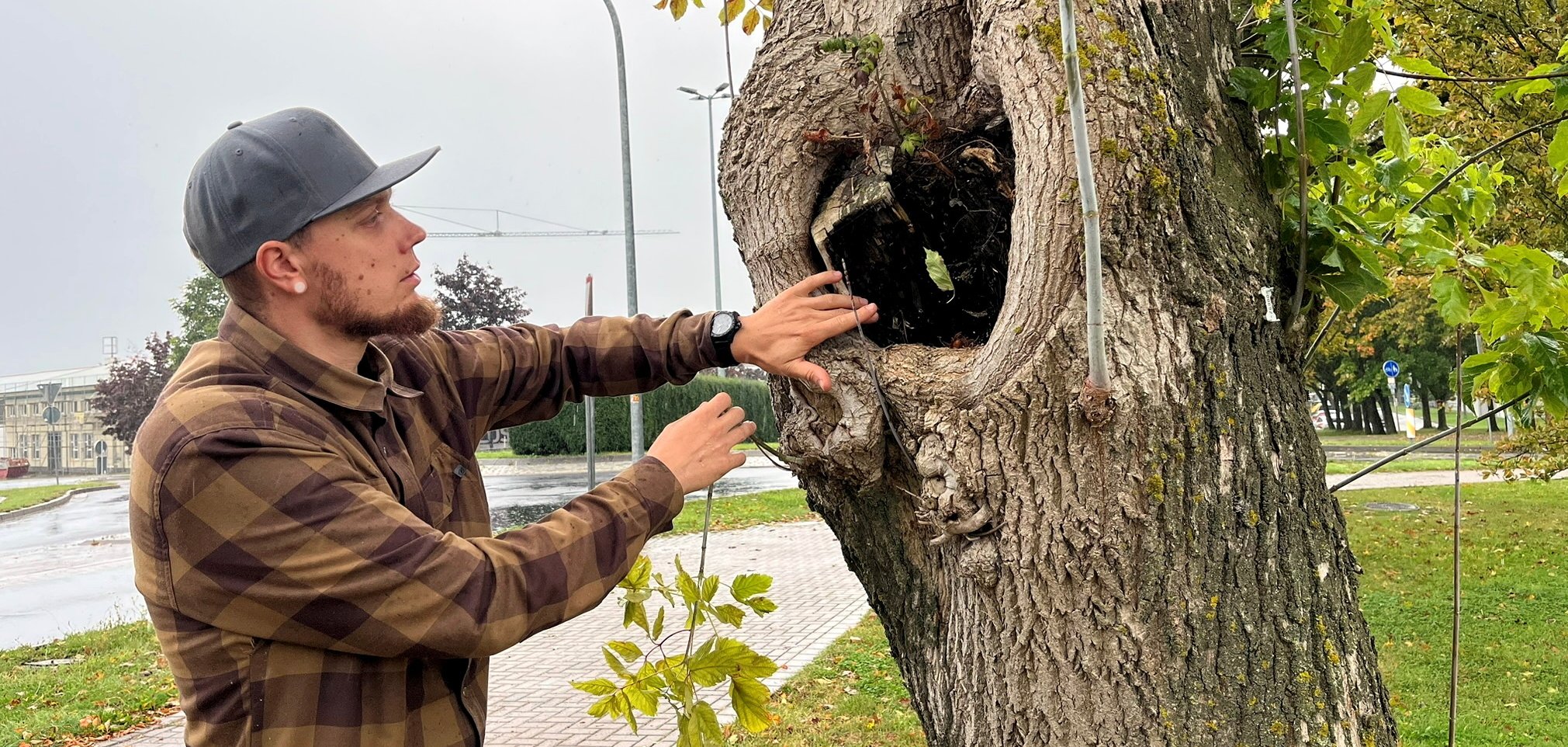 Baumfällungen in Leinefelde-Worbis