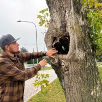 Baumfällungen in Leinefelde-Worbis Baumfällungen in Leinefelde-Worbis