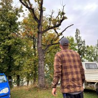 Baumfällungen in Leinefelde-Worbis Baumfällungen in Leinefelde-Worbis