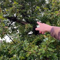 Baumfällungen in Leinefelde-Worbis Baumfällungen in Leinefelde-Worbis