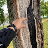 Baumfällungen in Leinefelde-Worbis Baumfällungen in Leinefelde-Worbis