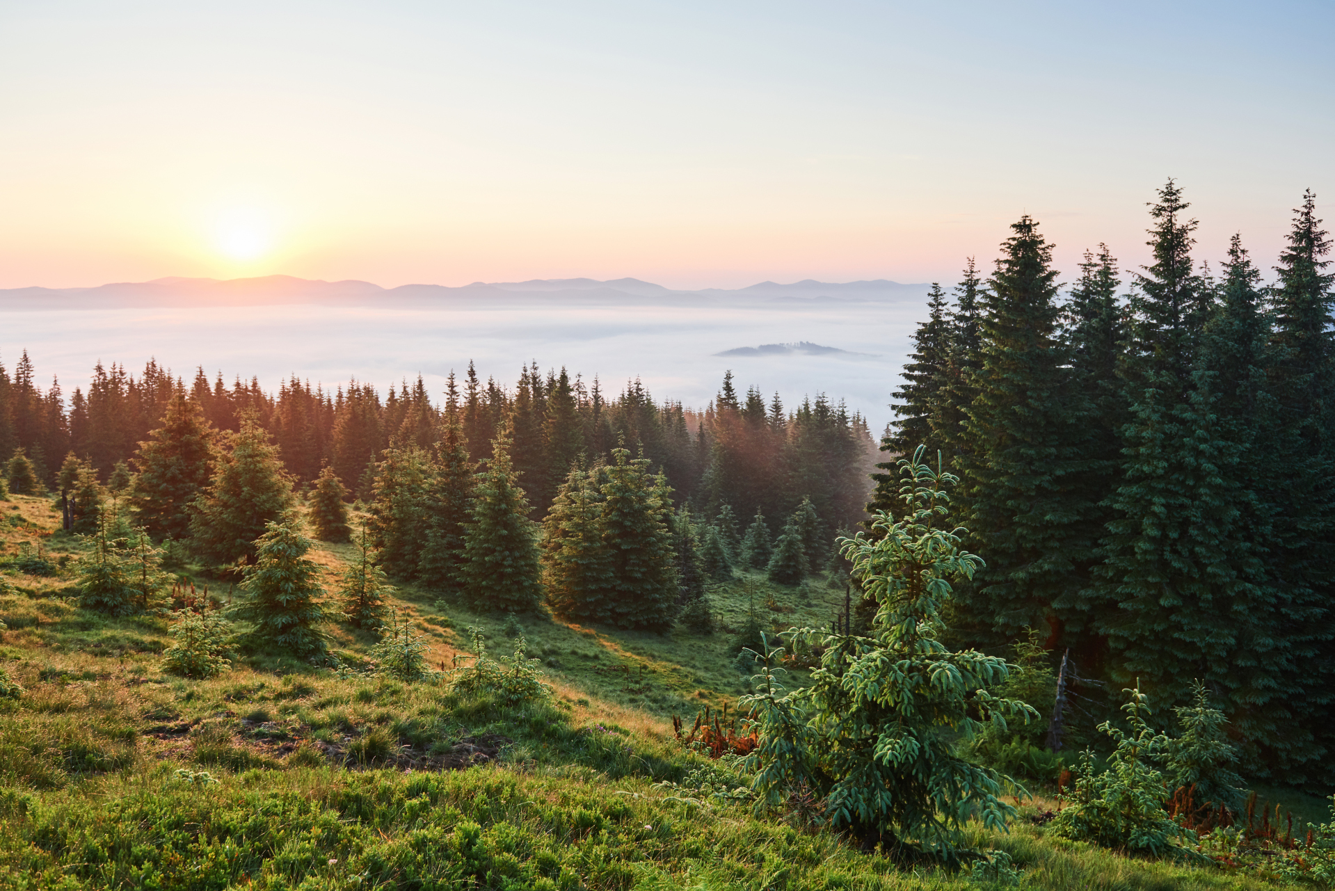 Travel, trekking. Summer landscape - mountains, green grass, trees and blue sky