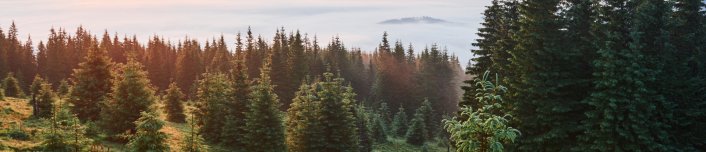 Travel, trekking. Summer landscape - mountains, green grass, trees and blue sky