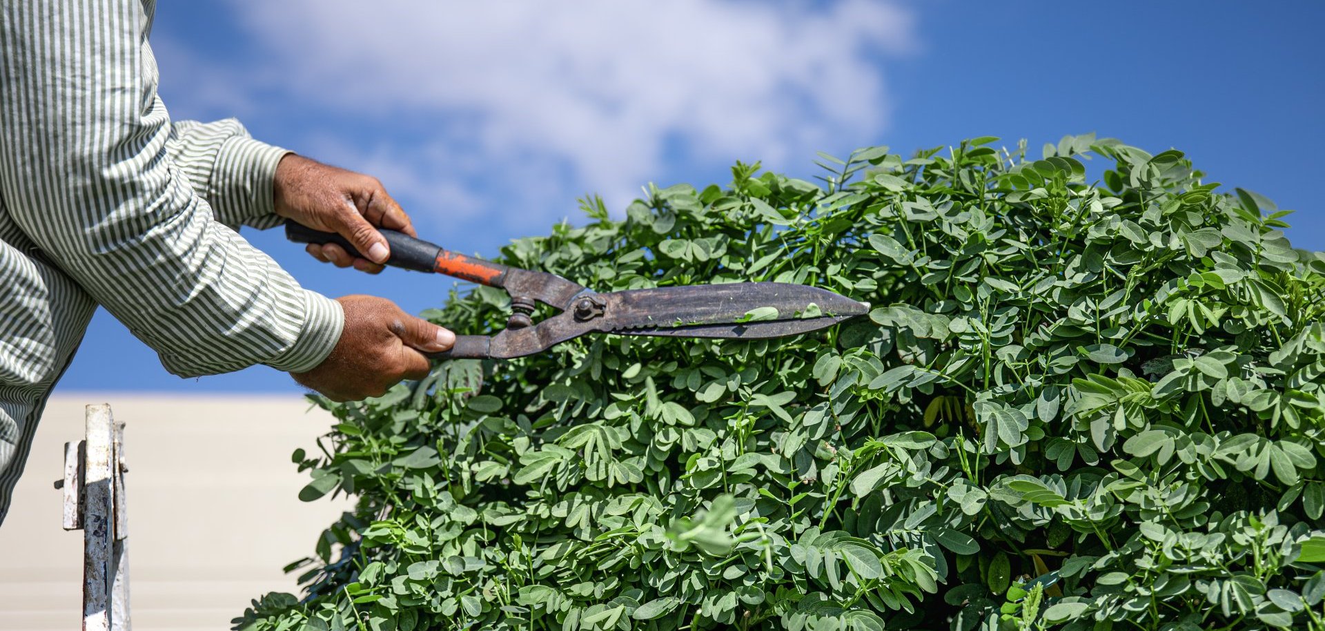 A gardener in the garden with a temporary hut cuts a tree with hedgehogs.