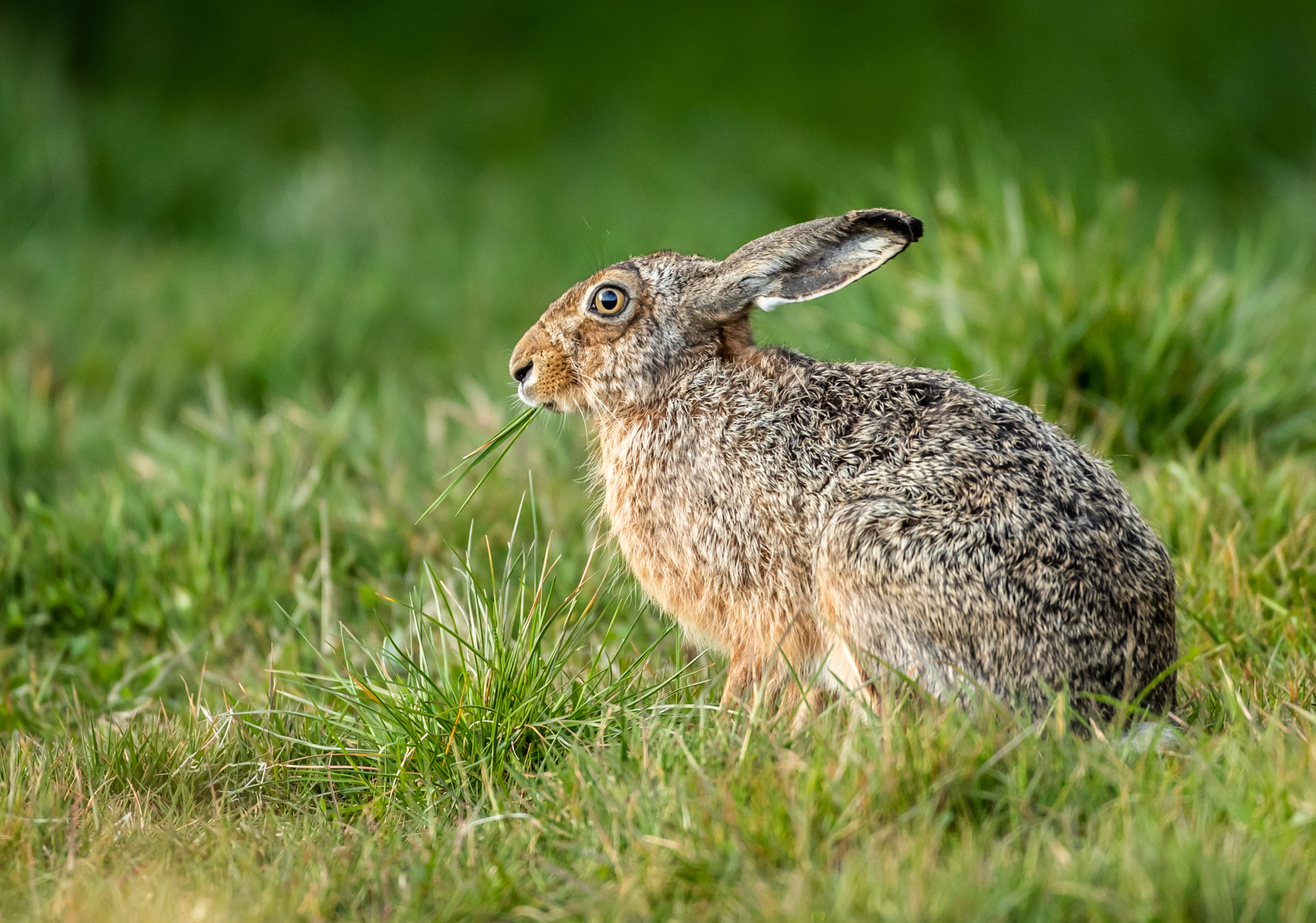 Shallow focus closeup shot of a hare eating grass in a field Shallow focus closeup shot of a hare eating grass in a field
