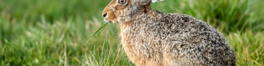 Shallow focus closeup shot of a hare eating grass in a field