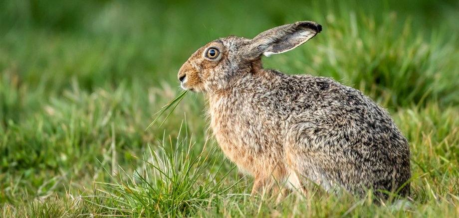 Shallow focus closeup shot of a hare eating grass in a field Shallow focus closeup shot of a hare eating grass in a field