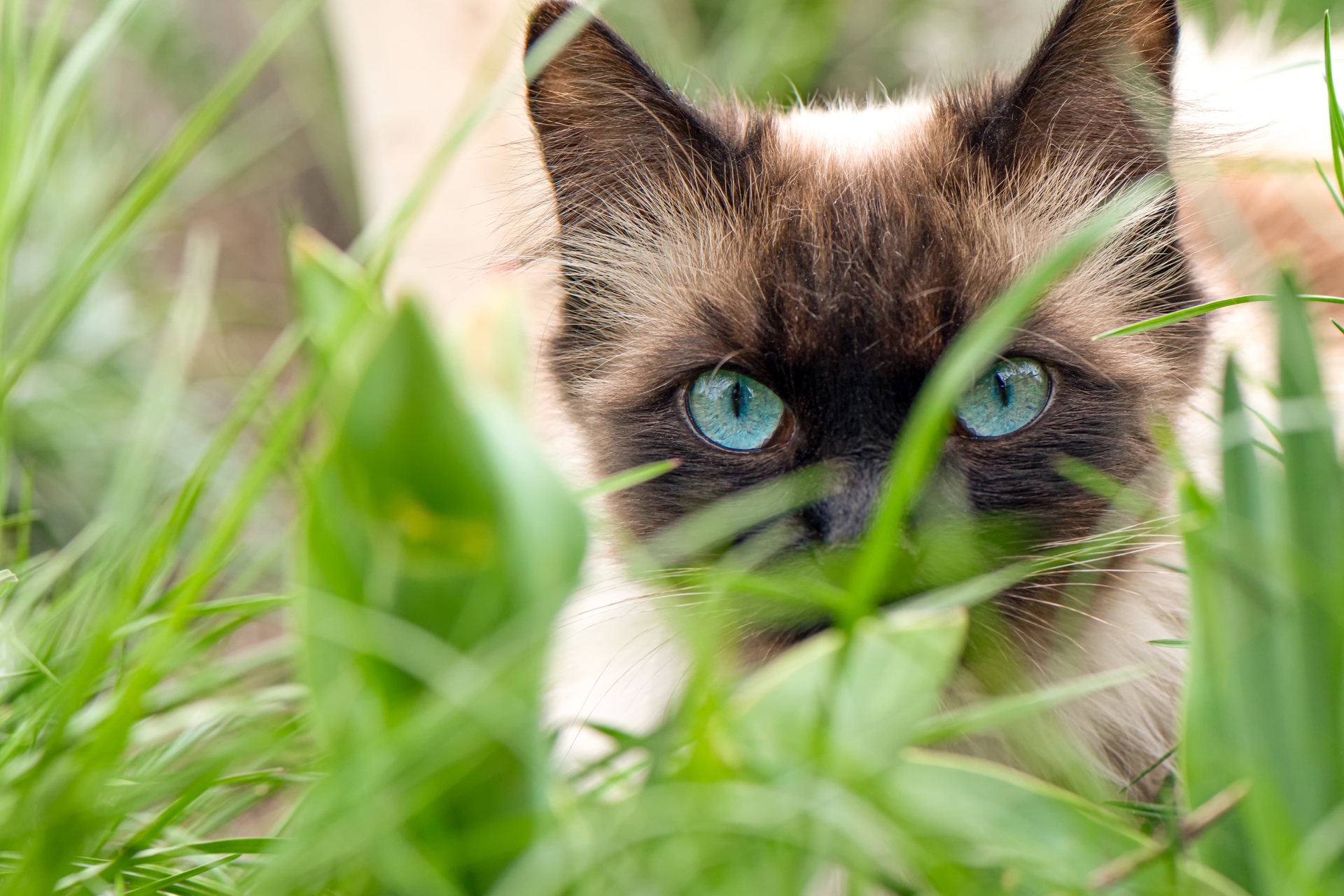Cute cat with blue eyes in the garden Cute cat with blue eyes in the garden