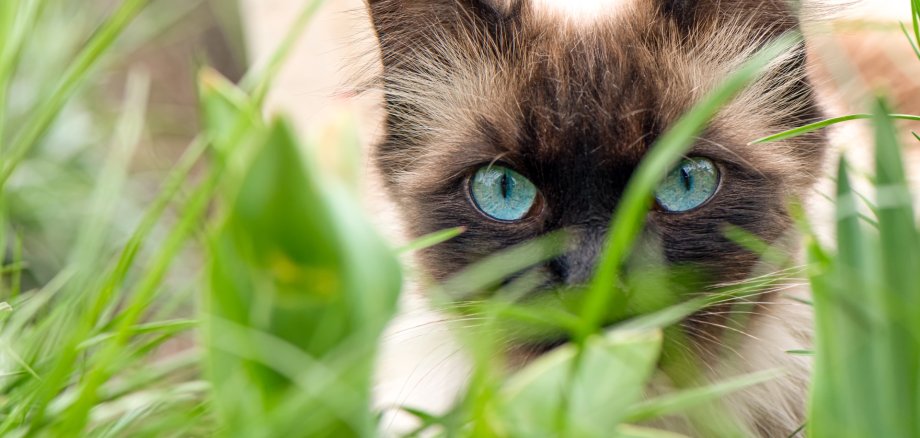 Cute cat with blue eyes in the garden Cute cat with blue eyes in the garden
