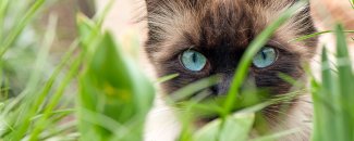 Cute cat with blue eyes in the garden