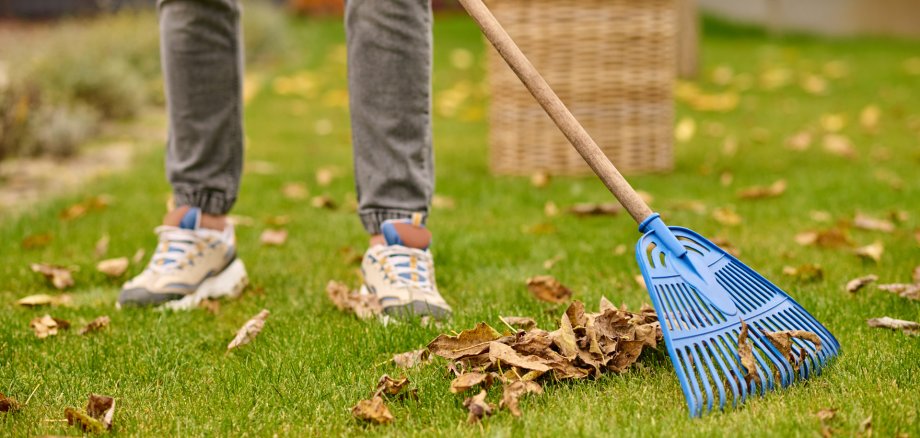 Male feet on lawn and rake near leaves