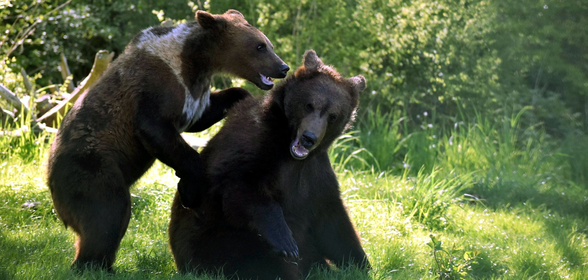 Waldboden für Bärenwelpen aus Kriegsgebiet
