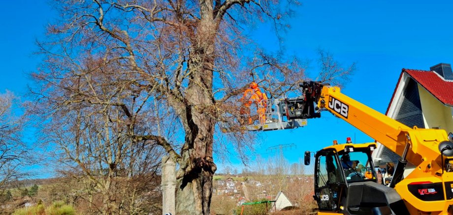 Teleskoplader im Einsatz