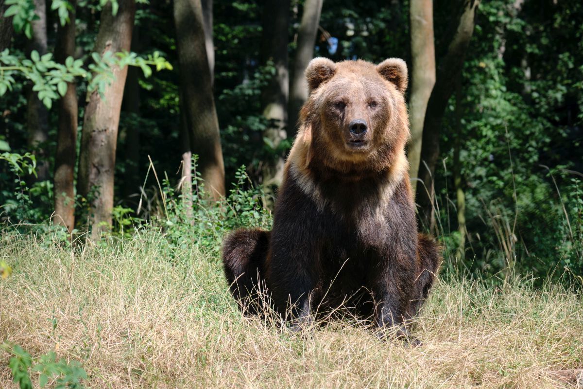 Bärenpark Worbis