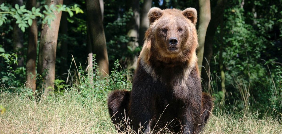 Bärenpark Worbis