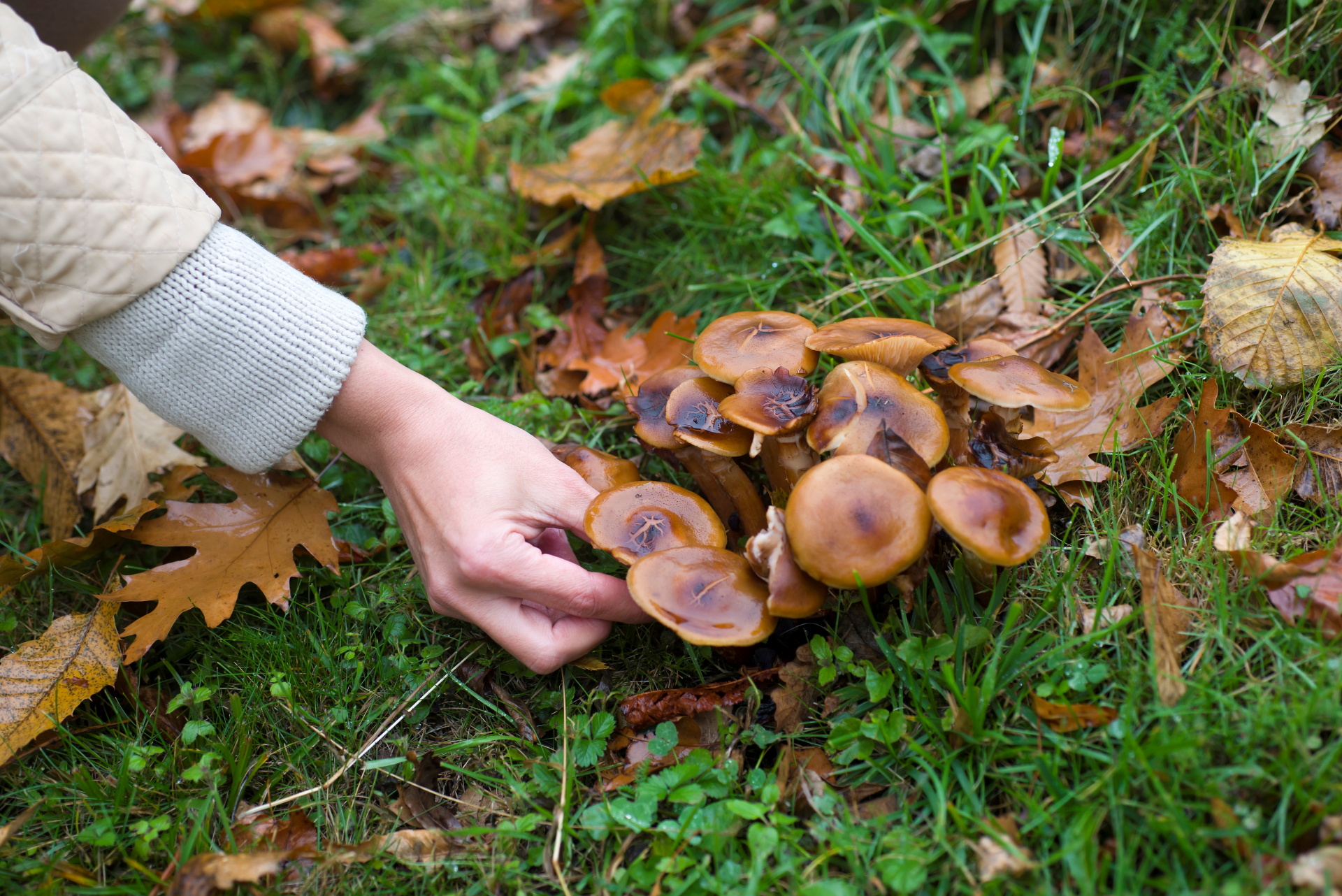 mushrooms