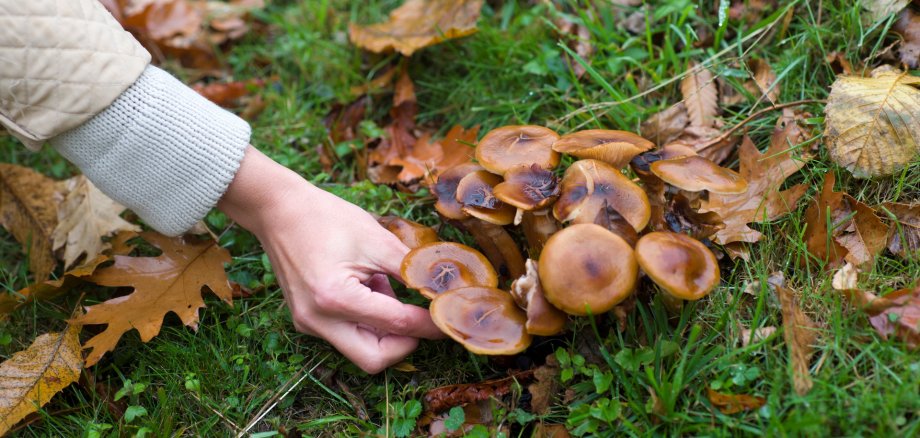 mushrooms mushrooms