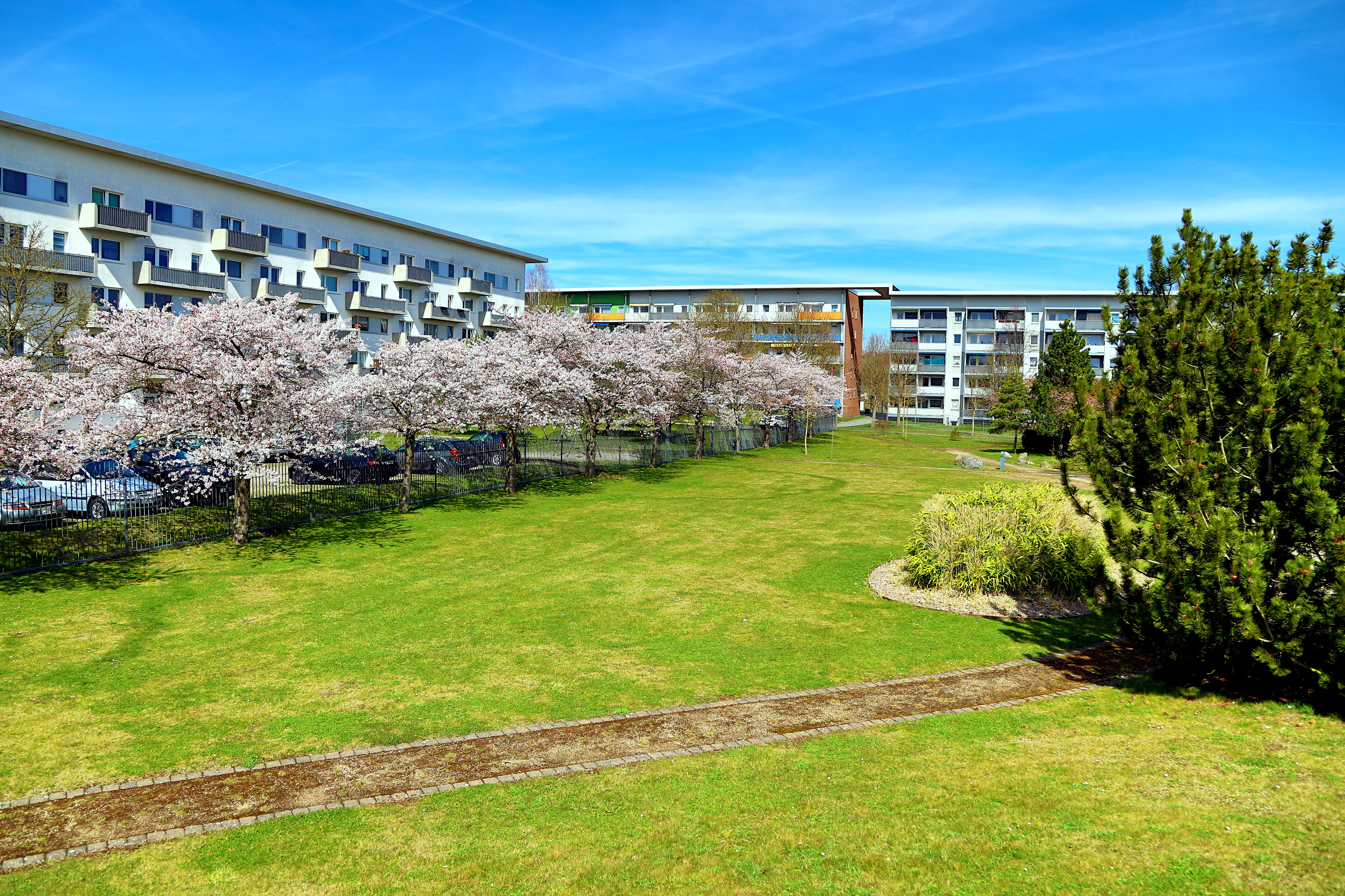 Kirschblüte Japanischer Garten Leinefelde