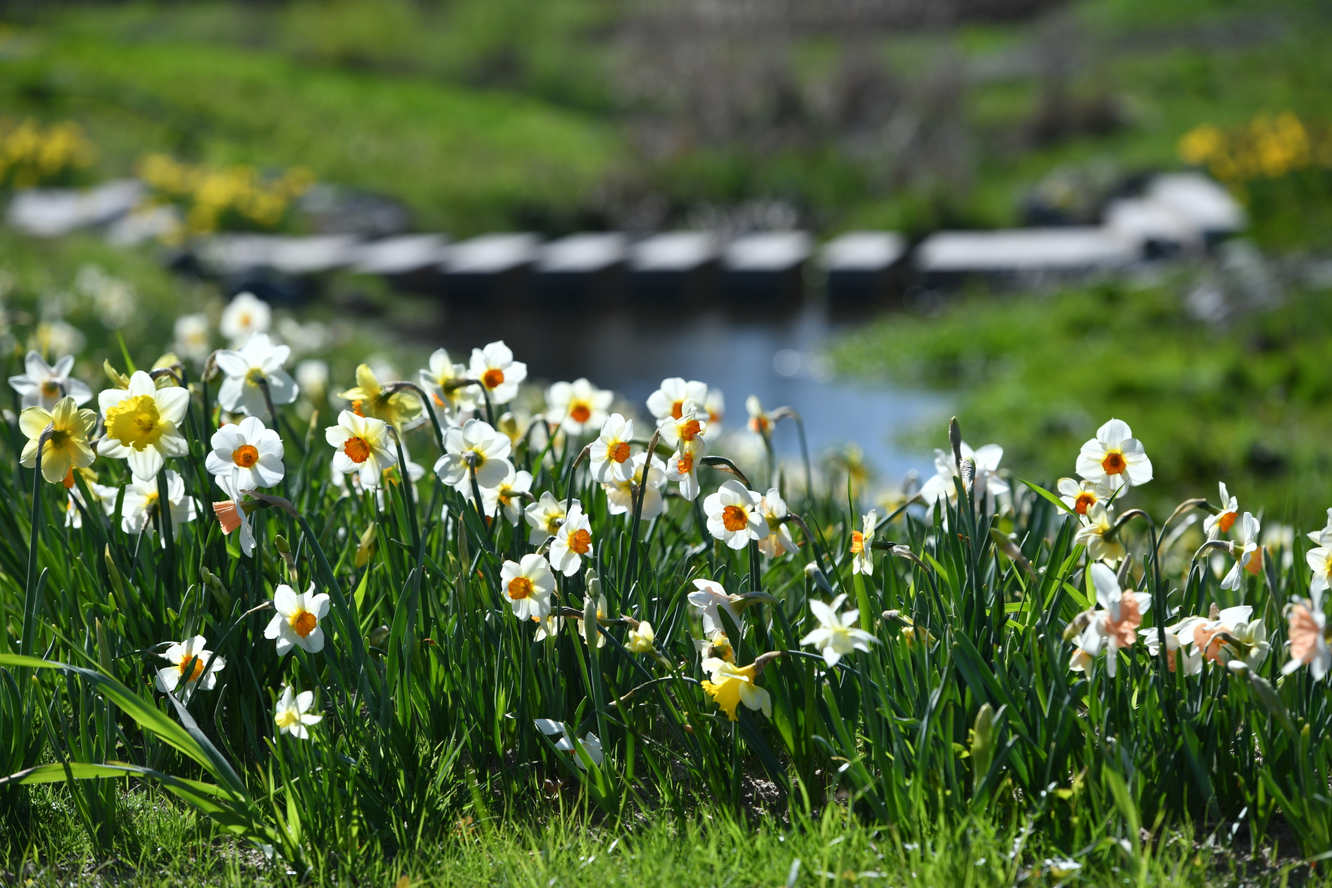 Eröffnung Landesgartenschau 2026