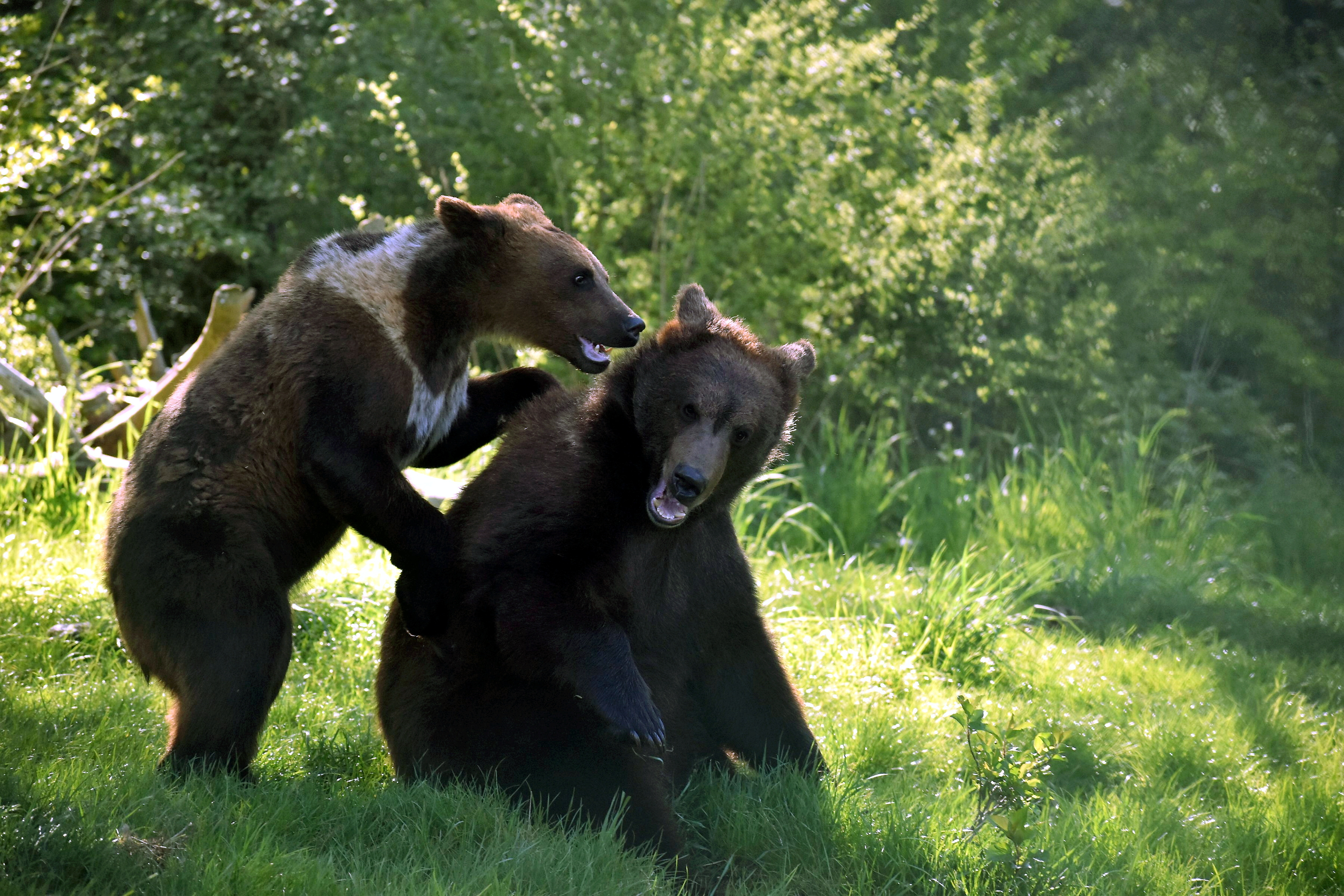 Waldboden für Bärenwelpen aus Kriegsgebiet