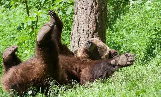 Ein Bär auf der Wiese im Worbiser Bärenpark