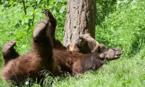 Ein Bär auf der Wiese im Worbiser Bärenpark