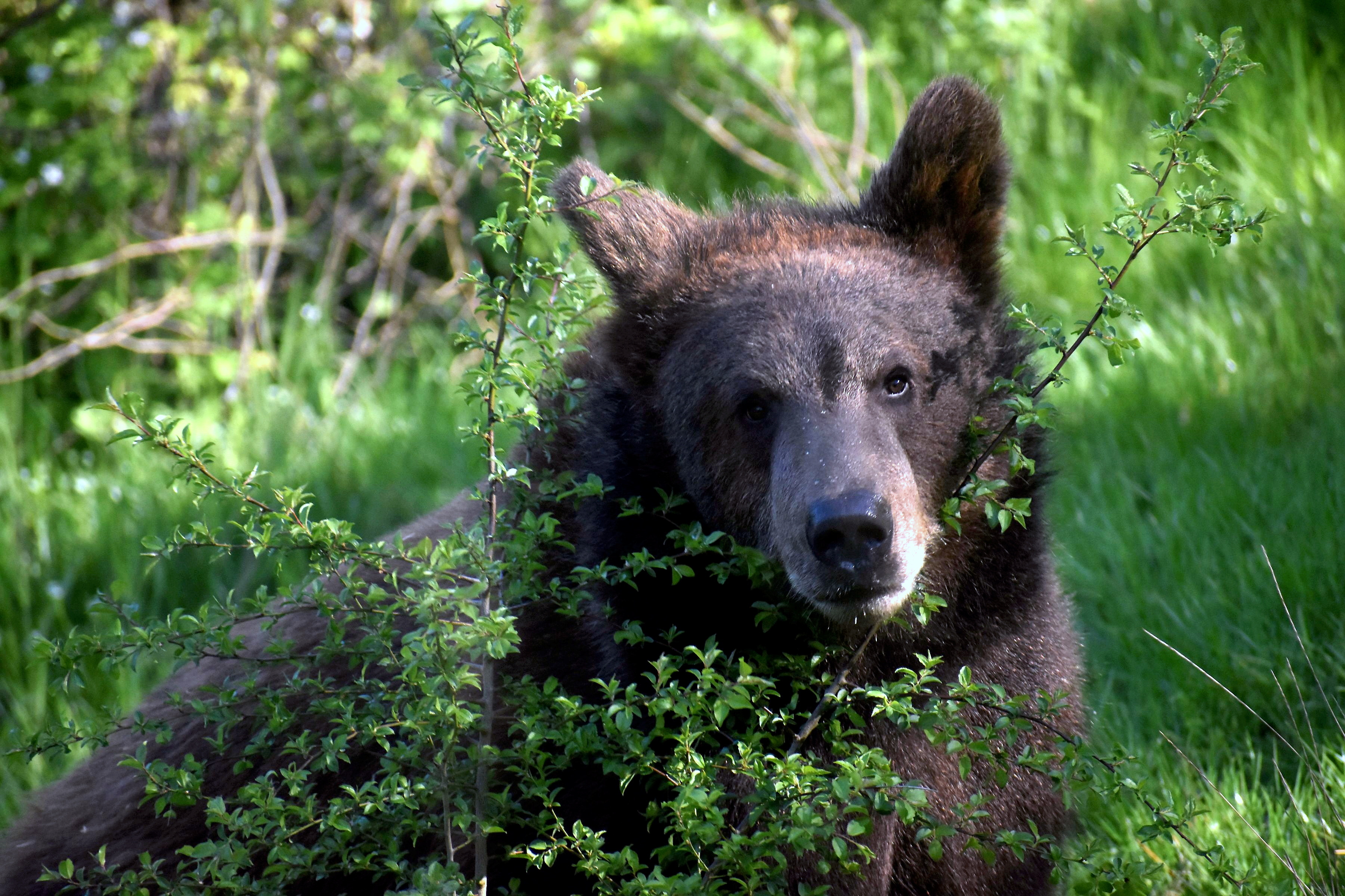 Waldboden für Bärenwelpen aus Kriegsgebiet 