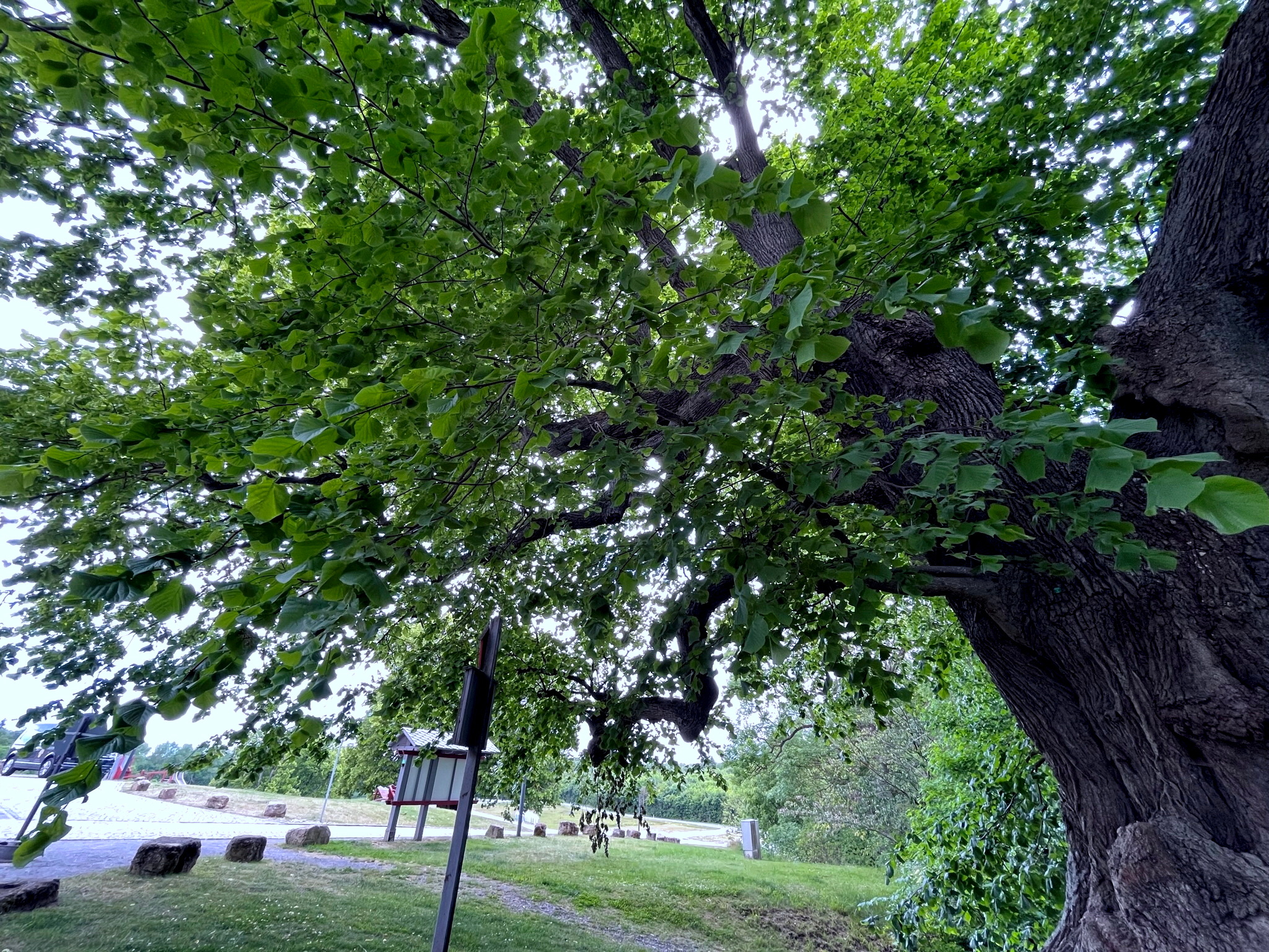 Linde Burg Scharfenstein