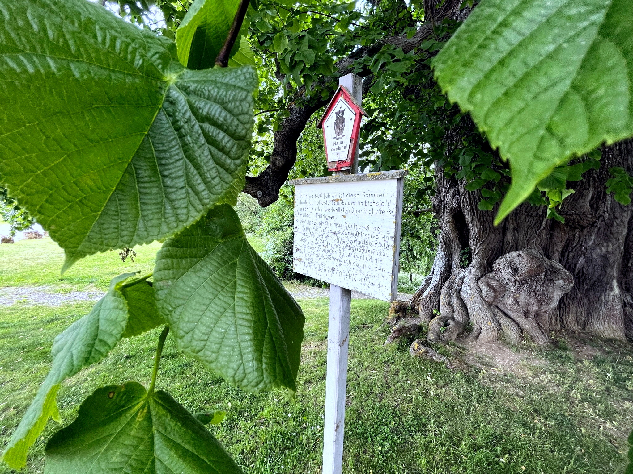 Linde Burg Scharfenstein