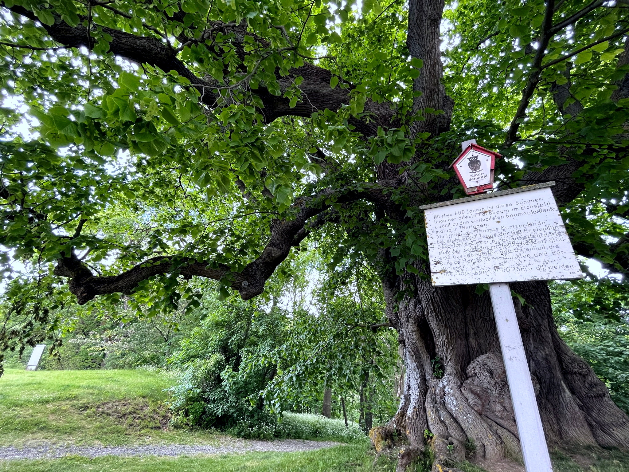 Linde Burg Scharfenstein