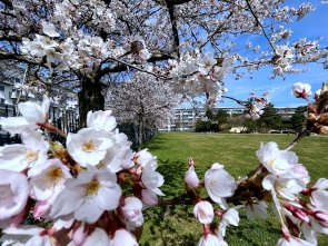 Japanischer Garten Leinefelde Südstadt